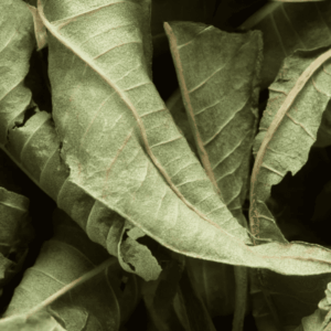 Verveine